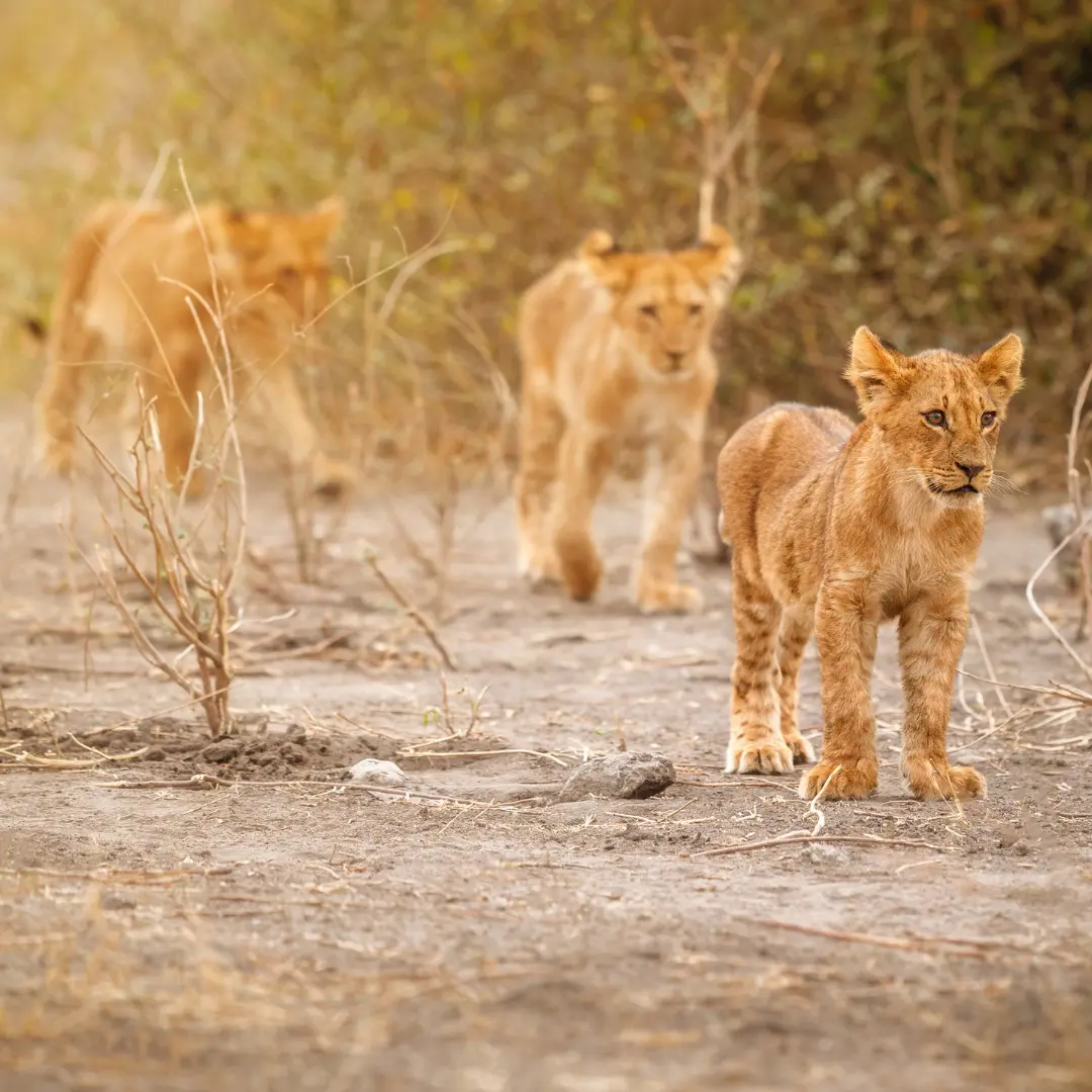 Wildlife Protection & Anti-Poaching Measures