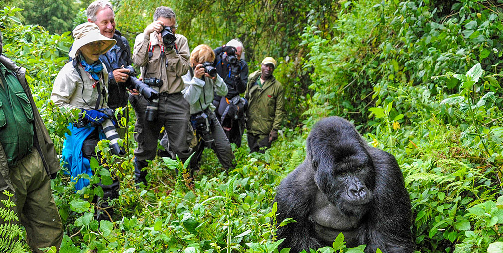 4 Day Golden Monkey & Magical Gorilla Tracking Encounter