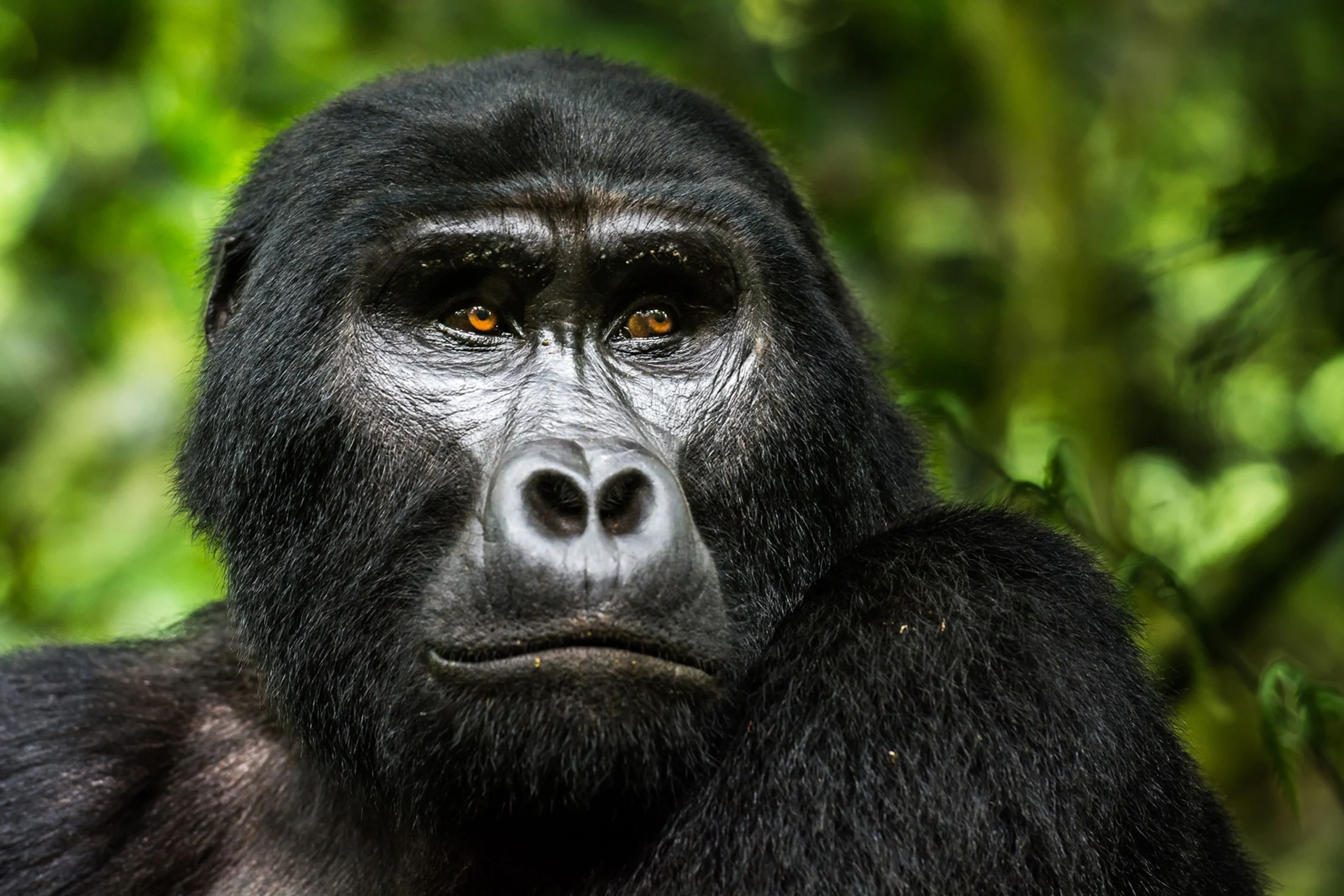 10 Day Gorilla Kingdom Quest and Wildlife Adventure